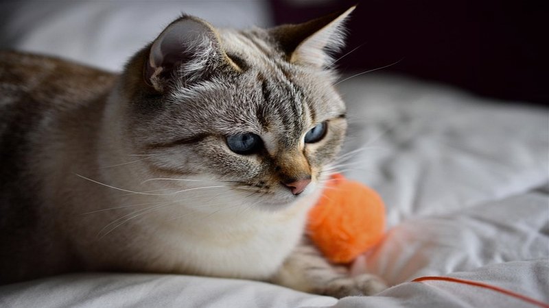 远程激光逗猫互动玩具